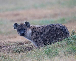 Spotted Hyena, Masai Mara, Kenya