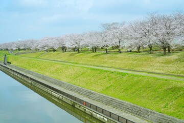 桜並木