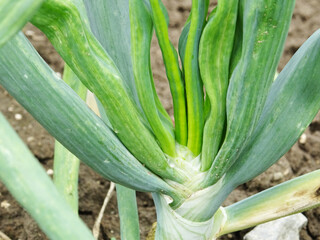 Downy mildew of onion, in natural conditions. growing onions in the field close-up