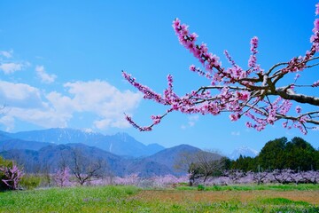 桃の花と八ヶ岳