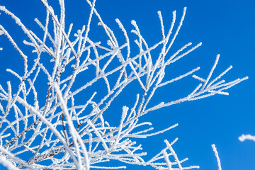 冬の青空と美しい霧氷に覆われた枝2