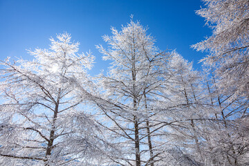 冬の青空と美しい霧氷に覆われたカラマツ1