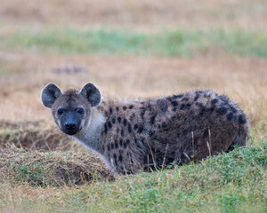 Fototapeta premium Spotted Hyena, Masai Mara, Kenya