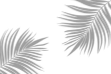 Cień palmy bez tła 3 - obrazy, fototapety, plakaty