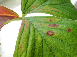 Anthracnose, a disease on strawberry leaves when grown in natural conditions. Close-up of a damaged...