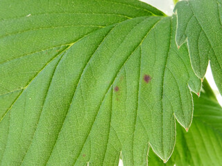 Anthracnose, a disease on strawberry leaves when grown in natural conditions. Close-up of a damaged...
