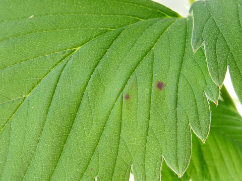 Anthracnose, a disease on strawberry leaves when grown in natural conditions. Close-up of a damaged leaf