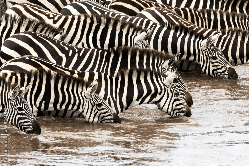 Wall mural plains zebras, equus quagga, drinking from the mara river during the annual great migration. masai m