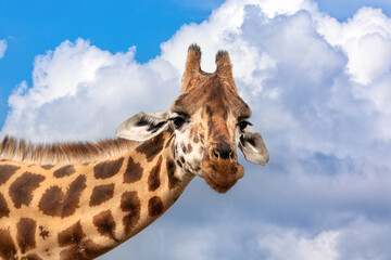 Rothschild’s giraffe, Giraffa camelopardalis rothschildi, closeup of head and neck against summer...