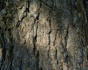 Fototapeta premium Bark texture of a tree hit by a ray of sunlight
