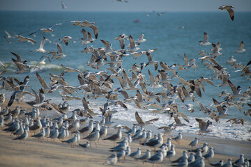 flock of seagulls, seagulls on the beach