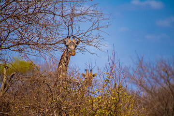 giraffe in the serengeti, giraffe in the savannah, giraffe in continent