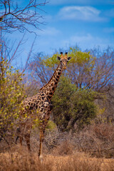 giraffe in the serengeti, giraffe in the savannah, giraffe in continent
