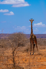 giraffe in the serengeti, giraffe in the savannah, giraffe in continent