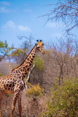 giraffe in the serengeti, giraffe in the savannah, giraffe in continent