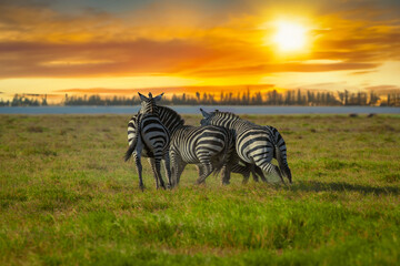 zebra in the savannah, zebras in the savannah