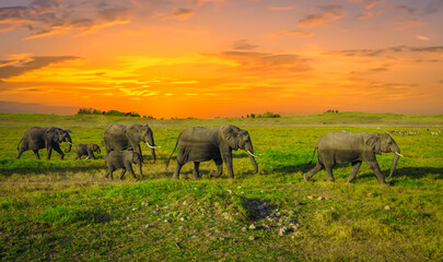 elephants in the savannah, elephants at sunset