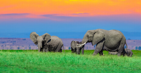 elephants in the savannah, elephants at sunset