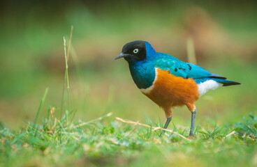 Superb Starling, blue bird on a ground