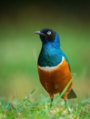 Superb Starling, blue bird on a ground