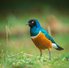 Superb Starling, blue bird on a ground