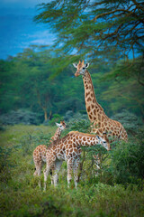 Naklejka na ściany i meble giraffe in the savannah, giraffe eating grass, giraffe in the wild