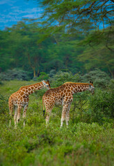 giraffe in the savannah, giraffe eating grass, giraffe in the wild