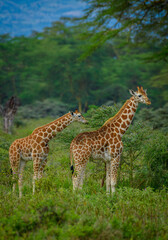 giraffe in the savannah, giraffe eating grass, giraffe in the wild