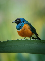 Superb Starling, blue bird on a ground