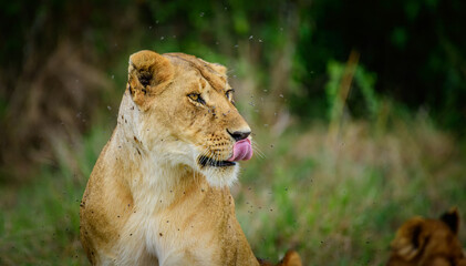 Lion King, Lions from Maasai mara, African Safari, African lions