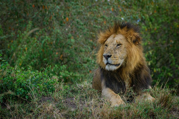 Naklejka na ściany i meble Lion King, Lions from Maasai mara, African Safari, African lions