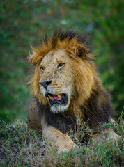 Lion King, Lions from Maasai mara, African Safari, African lions