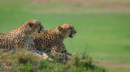 Cheetah in the grass, Cheetah from Africa, African Cheetah © prasanth