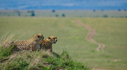 Cheetah in the grass, Cheetah from Africa, African Cheetah © prasanth