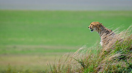 Cheetah in the grass, Cheetah from Africa, African Cheetah © prasanth