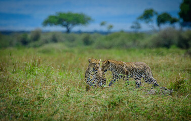 Leopard with cub, Leopard mother and cub, Leopard from Maasai mara, Kenya, Africa