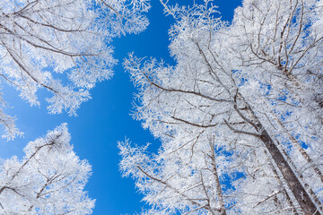 冬の青空と美しい霧氷に覆われたカラマツ3 - obrazy, fototapety, plakaty