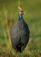Guineafowl endemic to Africa, African Bird