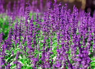Fototapeta premium purple blue salvia flowers fresh color background