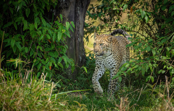 Leopard with cub, Leopard mother and cub, Leopard from Maasai mara, Kenya, Africa