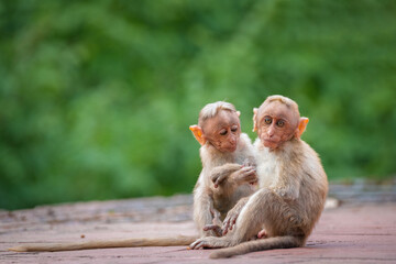 Bonnet macaque Monkey Kerala forest