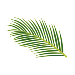 Obraz premium Kids drawing Cartoon Vector illustration coconut leaves Isolated on White Background