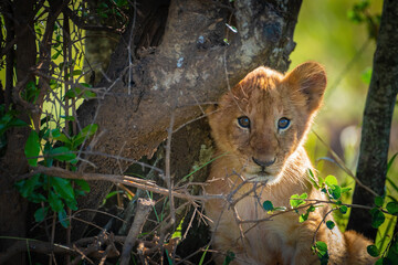 Lion King, Lions from Maasai mara, African Safari, African lions