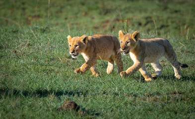 Lion King, Lions from Maasai mara, African Safari, African lions