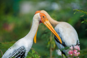Painted Stork is a large wader in the stork family.
