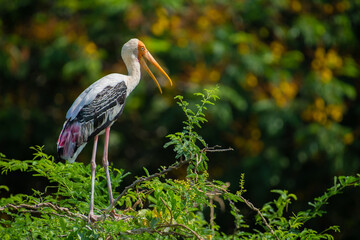 Painted Stork is a large wader in the stork family.
