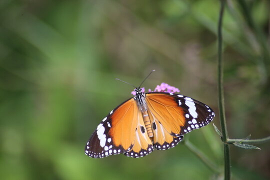 Close up photo of butterfly and blurred background.