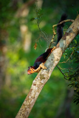 Malabar Giant Squirrel, Indian Giant Squirrel, Squirrel jumping, giant Squirrel  resting