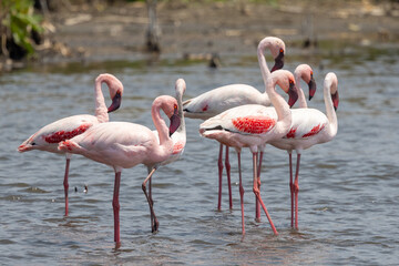 Greater Flamingo (Grootflamink) at Marievale Bird Sanctuary