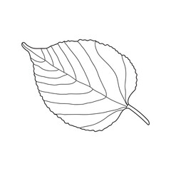 Hand drawn Kids drawing Cartoon Vector illustration mulberry leaf Isolated on White Background
